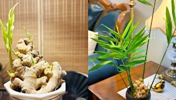 Trồng một chậu gừng phong thủy không khó, nhưng để cây phát triển tốt và phát huy tối đa công dụng, bạn nên lưu ý một số điểm sau:    