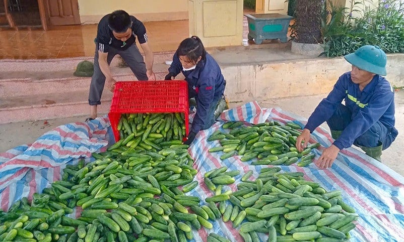 Mô hình trồng dưa được tổ chức theo chuỗi liên kết từ đầu vào đến đầu ra, có sự tham gia của doanh nghiệp, chính quyền và người dân.
