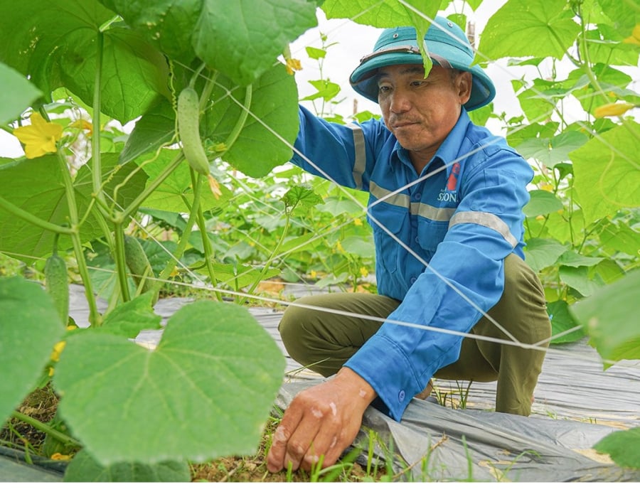 Để cây dưa leo phát triển đồng đều, cho năng suất cao và đảm bảo chất lượng đầu ra, các hộ dân trong tổ hợp tác tuân thủ nghiêm ngặt quy trình chăm sóc ngay từ khâu xuống giống.