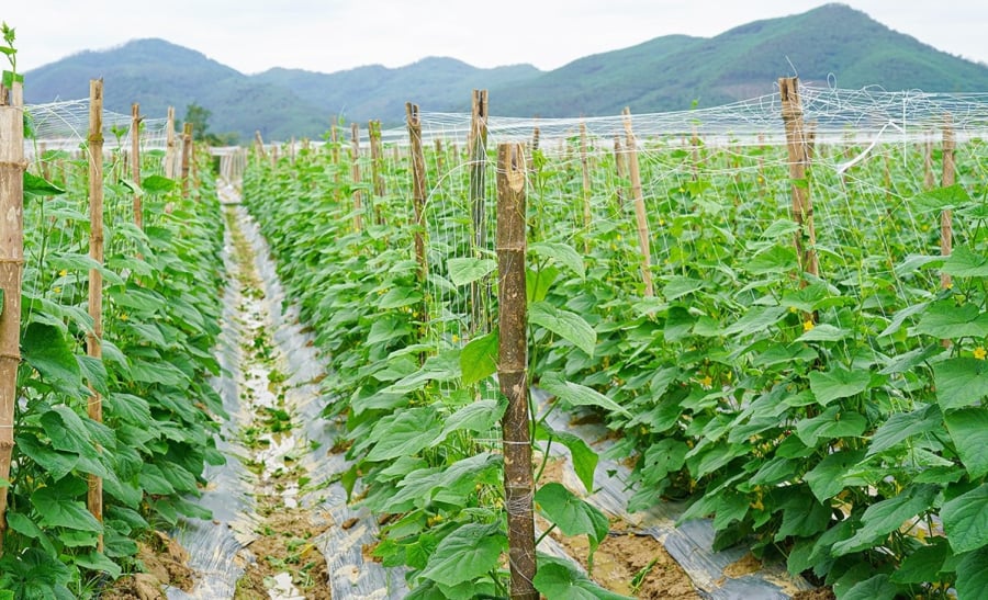 Giống dưa Tài Lộc (được trồng theo tiêu chuẩn VietGAP, áp dụng kỹ thuật hữu cơ 100%