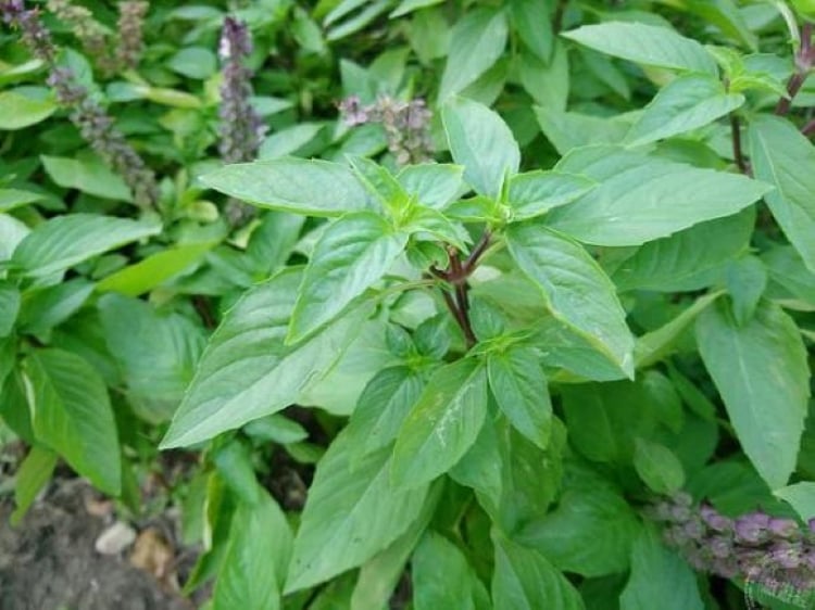 Húng quế có thể làm dịu các cơn đau đầu do bệnh viêm xoang, dị ứng, cảm lạnh hay chứng đau nửa đầu gây ra.