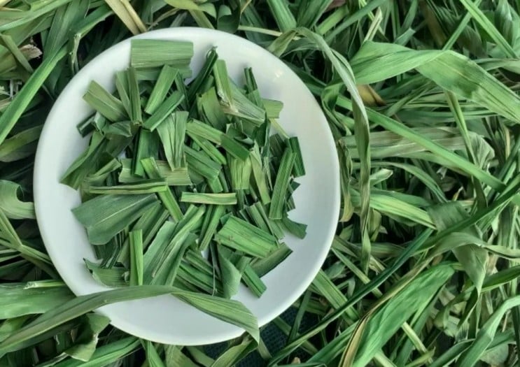 Lá dứa có mùi thơm đặc trưng có tác dụng đuổi côn trùng hiệu quả