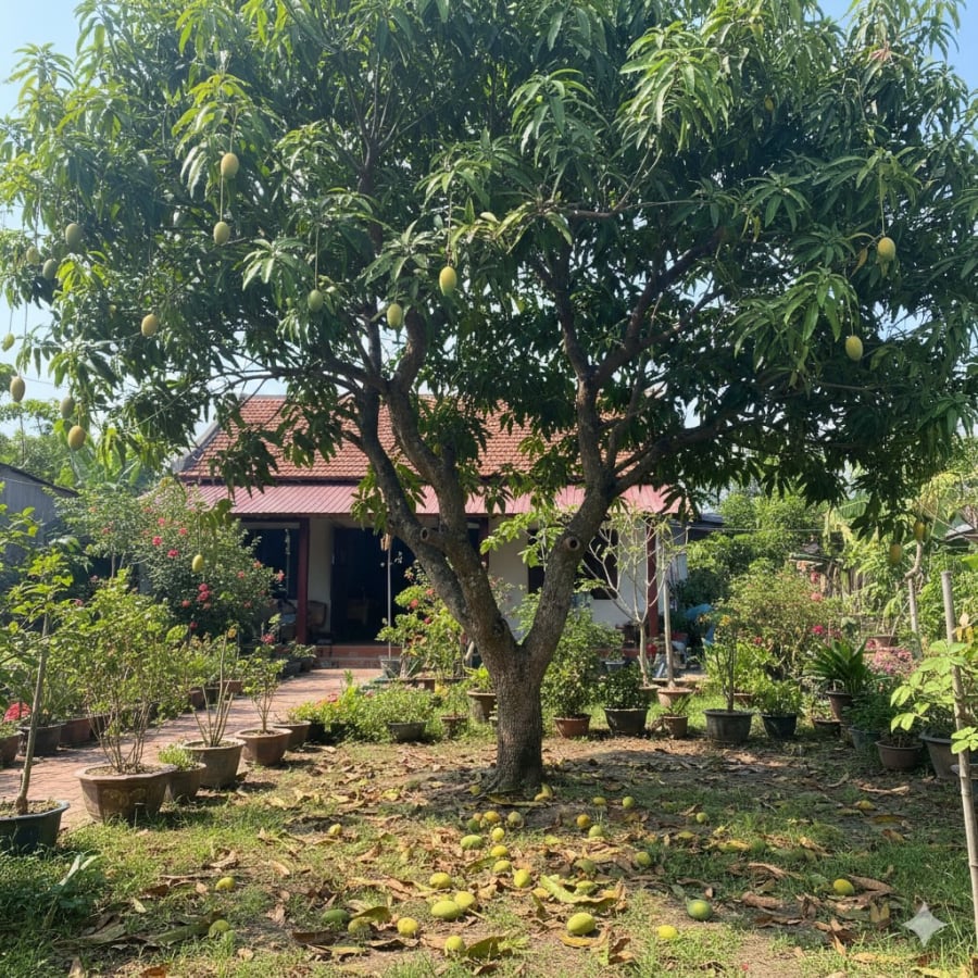 Tán lá rậm và quả rụng dưới gốc cây xoài có thể thu hút chuột, từ đó rắn dễ xuất hiện gần nhà.