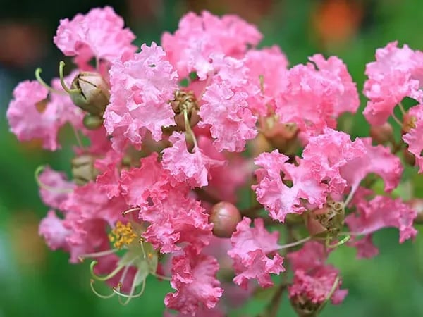 Hoa tường vi mềm mại, được dân gian sử dụng trong nhiều bài thuốc truyền thống.