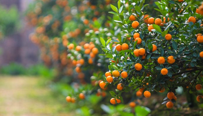 4 Cây Cảnh Nhà Giàu Nào Cũng Thích Trồng: Vàng Óng Của Cải, Đỏ Rực May Mắn Trăm Năm Trường Thọ Quat-Hinh-Nen