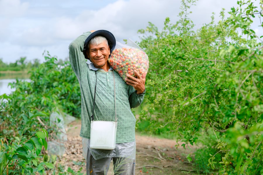 Ông Phạm Văn Lô phấn khởi thu hoạch sơ ri. (Ảnh: Út Chuyền)