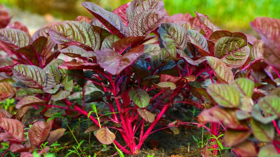 Rau dền chứa nhiều axit oxalic, ăn nhiều sẽ gây cản trở hấp thụ canxi trong cơ thể và làm tăng nguy cơ loãng xương.