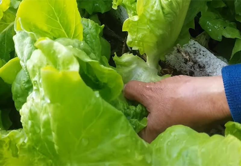 Thu hoạch rau xà lách