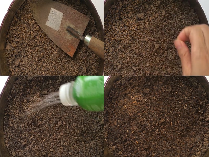 Gieo hạt giống xà lach