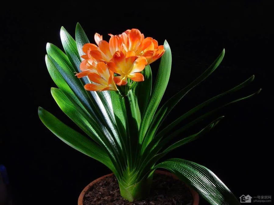 4 Cây Cảnh Nhà Giàu Nào Cũng Thích Trồng: Vàng Óng Của Cải, Đỏ Rực May Mắn Trăm Năm Trường Thọ Z7254329713765_4698237214D9634D017F25Ee581999A1