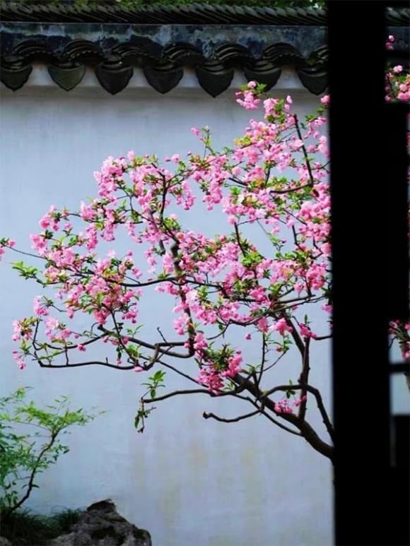 Hải đường là loài hoa được ưa chuộng trong văn hóa truyền thống, thường xuất hiện trong tranh cổ, hoành phi và câu đối như biểu tượng của sự phú quý, viên mãn và thịnh vượng. 