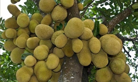 Ngoài việc cho trái thơm ngon, mít còn được xem là loại cây mang lại vận khí tốt lành.