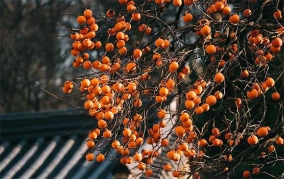 Ở nhiều vùng quê, người dân thường trồng một cây hồng trước sân nhà mới. 