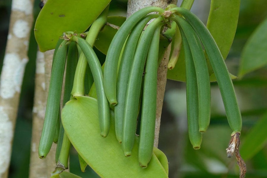 Trong nhiều năm qua, giá vani luôn dao động ở mức cao bởi nguồn cung hạn chế trong khi nhu cầu ngày càng tăng