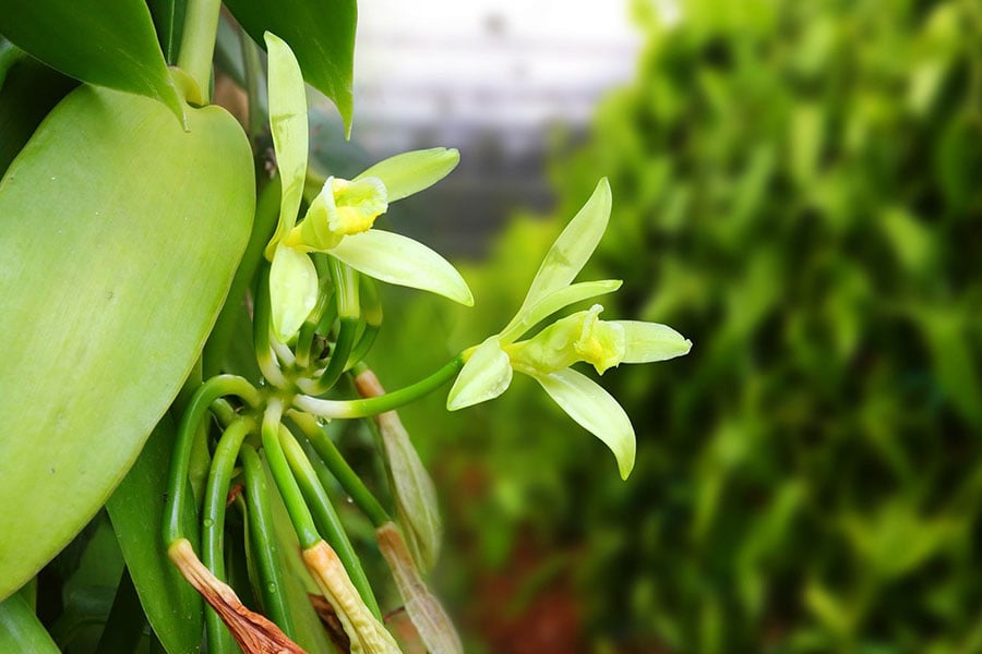 Điểm khiến vani trở nên đặc biệt không chỉ nằm ở mùi thơm tinh khiết, mà còn ở hành trình sinh trưởng đầy thử thách của nó