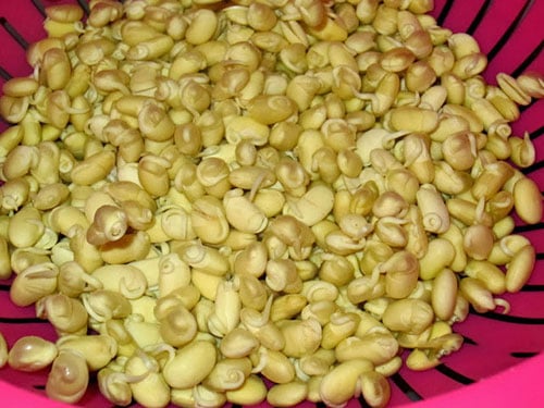 Hạt đậu tương đã nhú mầm