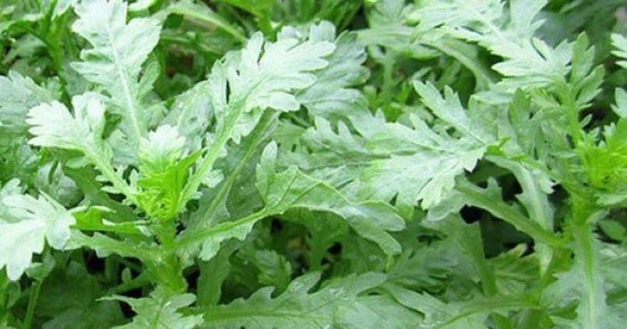 Ăn cải cúc giúp hạ huyết áp, ngăn ngừa táo bón...