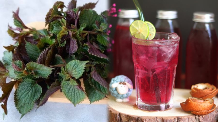 Lá tía tô là loại lá gia vị quen thuộc, không chỉ để nấu ăn mà còn có tác dụng trong việc chữa bệnh, làm thuốc