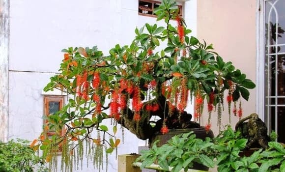 Trong phong thủy, lộc vừng giữ vị trí quan trọng, nằm trong nhóm Tam Đa (sung - lộc vừng - vạn tuế), tượng trưng cho Phúc - Lộc - Thọ.