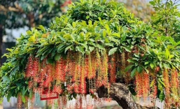 Để cây phát huy năng lượng tốt nhất, nên trồng lộc vừng ở trước sân, gần hồ nước hoặc bên hiên thoáng đãng. 