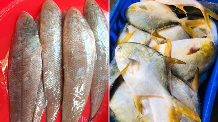 Cá thờn bơn và cá chim vàng là những loại cá giàu dinh dưỡng, nên bổ sung vào thực đơn ăn uống của gia đình.