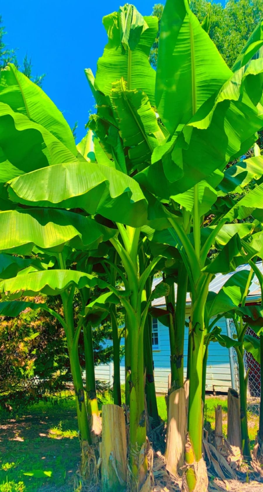 Cây chuối trồng sau nhà là lời dạy của người xưa