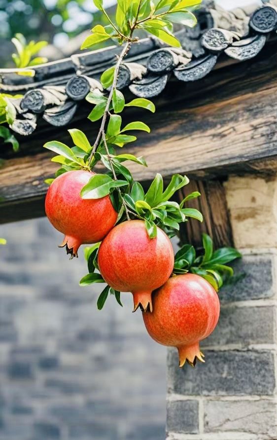 Cây lựu nhiều giá trị dinh dưỡng, quả ngon, hoa quả đều đẹp