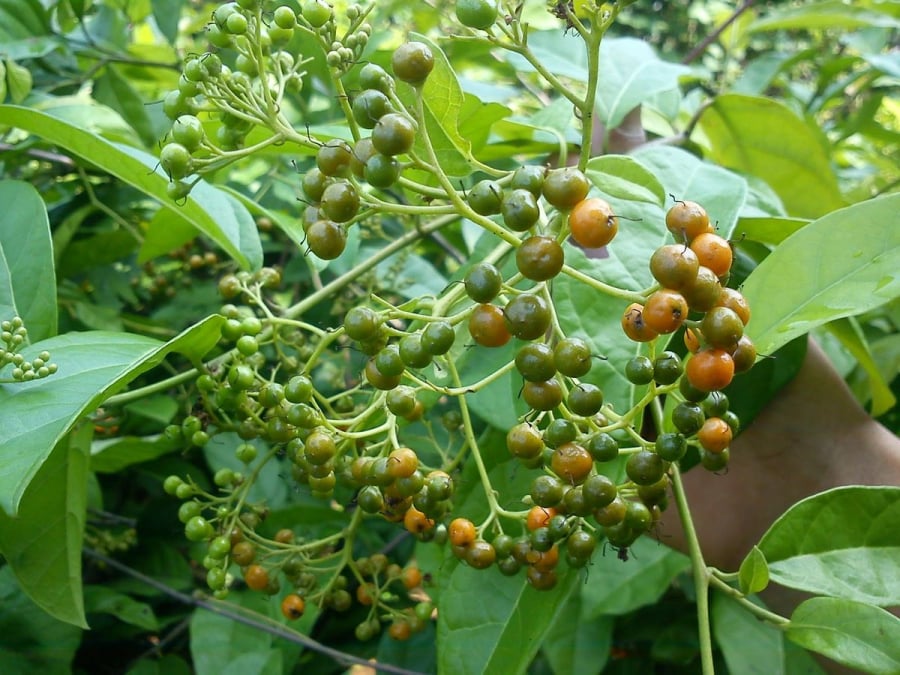 Cây xạ đen dược liệu được cho là có nhiều công dụng và nhiều người quan tâm nhất là công dụng hỗ trợ cho bệnh nhân có khối u