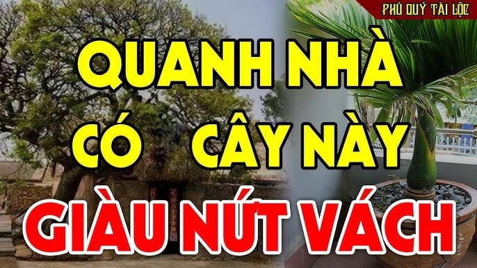 Vào những năm làm ăn khó khăn, chỉ cần cây nở hoa đỏ rực là một tín hiệu vận may sắp gõ cửa.