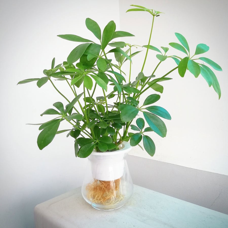 Lá ngũ gia bì tỏa mùi thơm nhẹ tự nhiên, góp phần xua đuổi muỗi và làm sạch không khí.