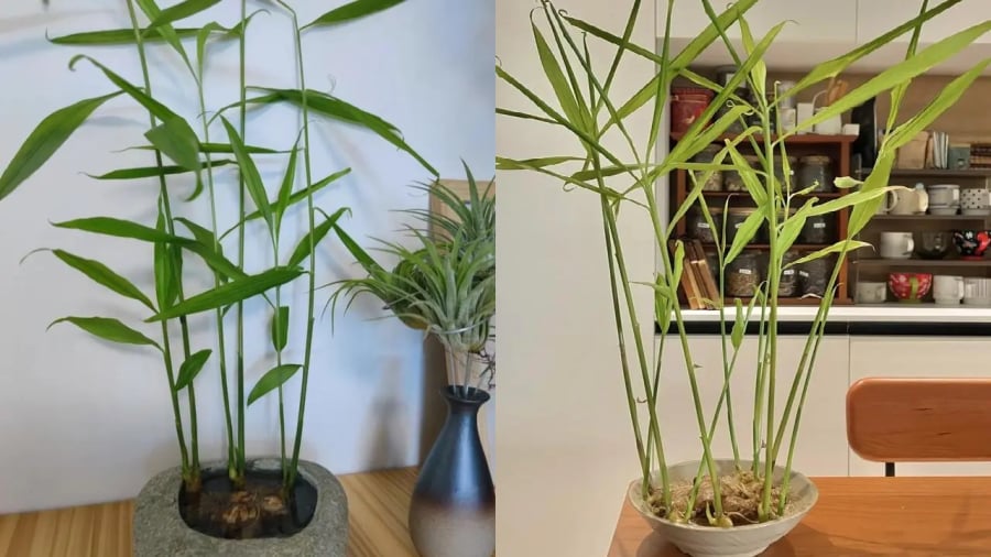 Người mệnh Hỏa và mệnh Mộc hợp trồng gừng phong thủy nhất. 