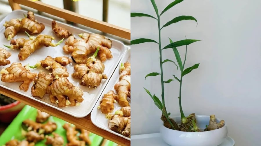 Trồng gừng mang ý nghĩa tốt cho phong thủy.