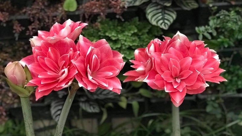 Cach-Trong-Lan-Hue-Canh-Kep