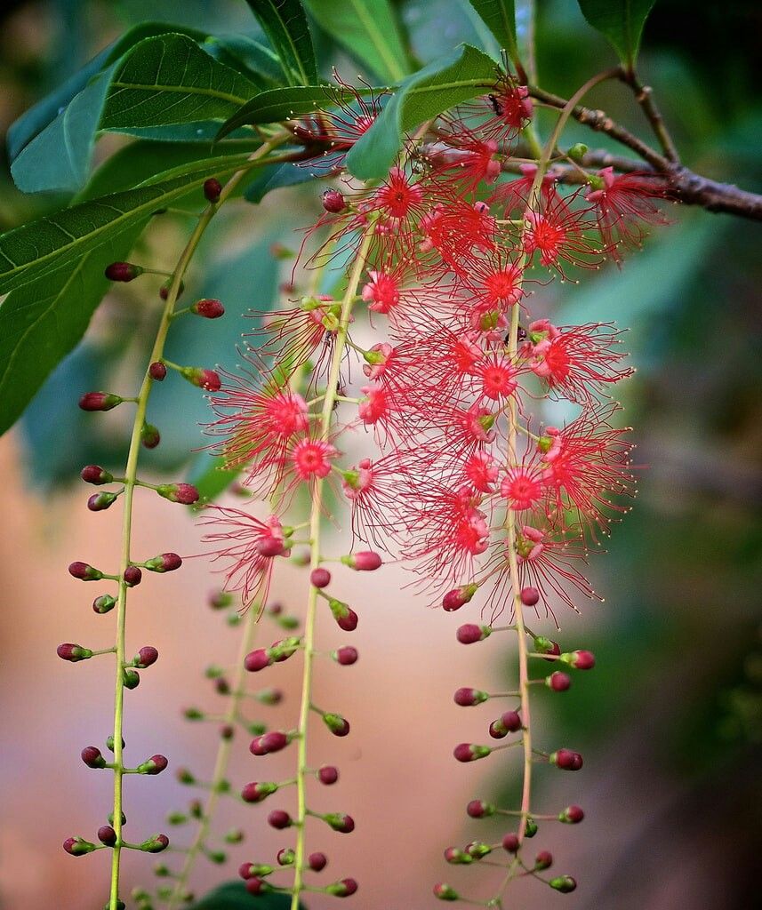 Lộc vừng là cây cảnh quen thuộc