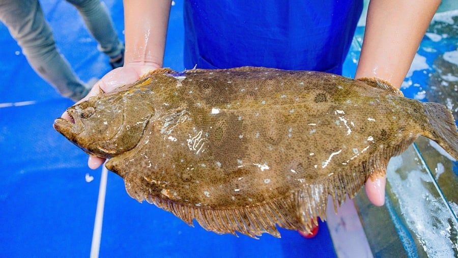 Cá bơn là loại cá sống tự nhiên ở vùng nước sâu, thân dẹp, thịt trắng, cực kỳ chắc và ngọt. 