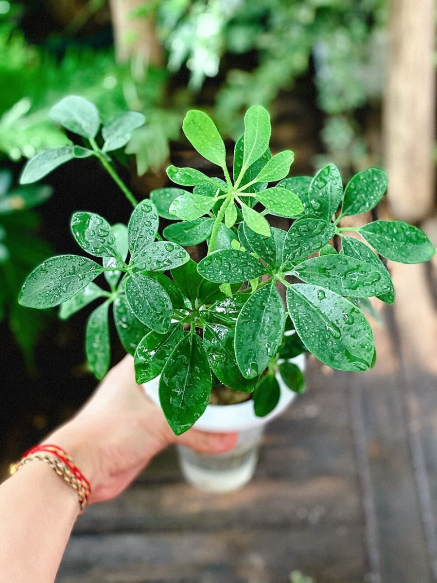 Cây ngũ gia bì cát khí mạnh mẽ