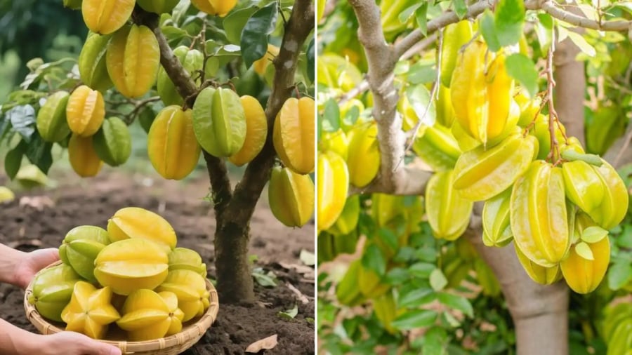 Cây khế mang ý nghĩa phong thủy tốt lành cho gia đình.