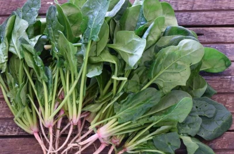 Người già và trẻ em, tin rằng ăn nhiều rau bina có thể bổ sung sắt và các dưỡng chất. Tuy nhiên, nếu ăn không đúng cách, điều này có thể gây tác dụng ngược.