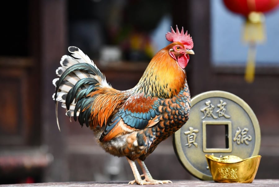 Tuần mới có thể mang tới một số bất lợi khiến tuổi Dậu phải thận trọng trong các quyết định liên quan đến công việc và tài chính