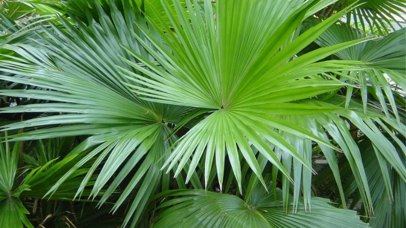 Đây là loại cây thích nghi tốt với nhiều điều kiện khí hậu, dù trồng nội thất hay ngoại thất. (Ảnh minh họa)