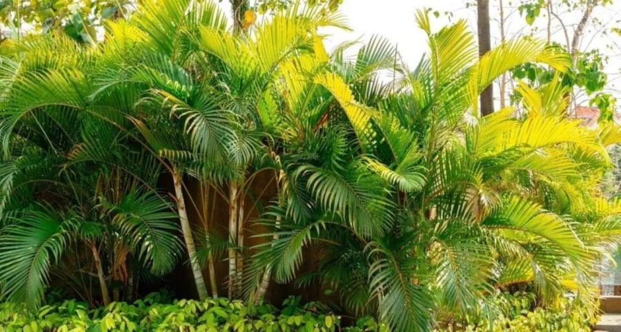 Nếu bạn còn chưa biết không biết cây gì nên trồng trước cửa nhà thì nên chọn cây dừa vì nó có thể giữ môi trường sống sạch sẽ.