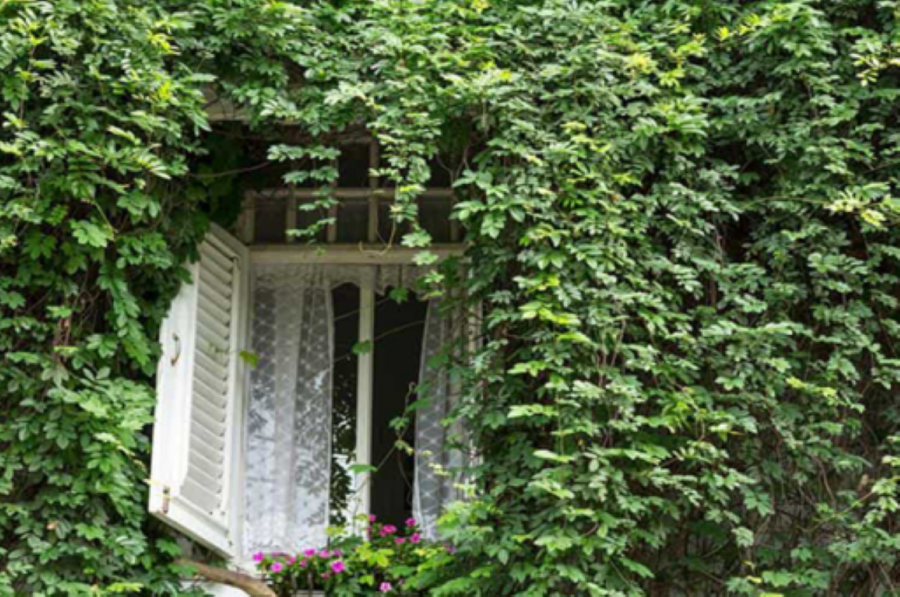 Thường xuyên cắt tỉa các lá bị hư, héo úa. Lau chùi hoặc xịt bóng lá để cây bóng bẩy và đẹp bắt mắt hơn.