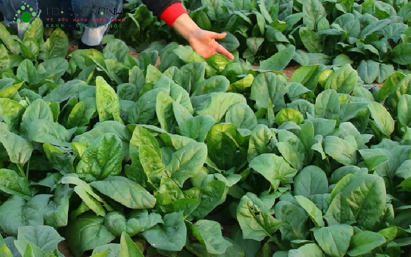 Loại rau nhiều vitamin C, đẹp da, giảm cân nhanh chóng