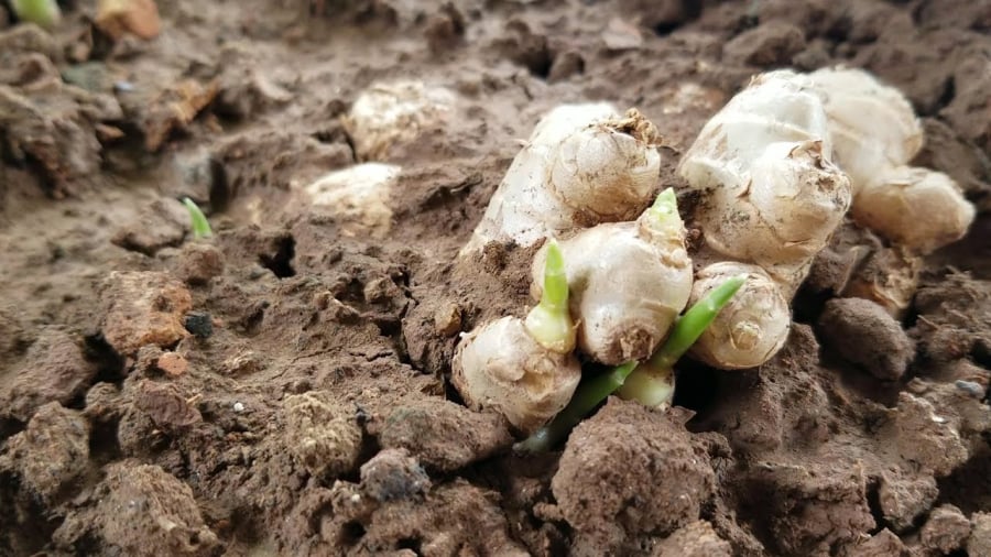 Gừng đặt trong phòng khách nên thay mỗi 2–3 ngày để đảm bảo hiệu quả.