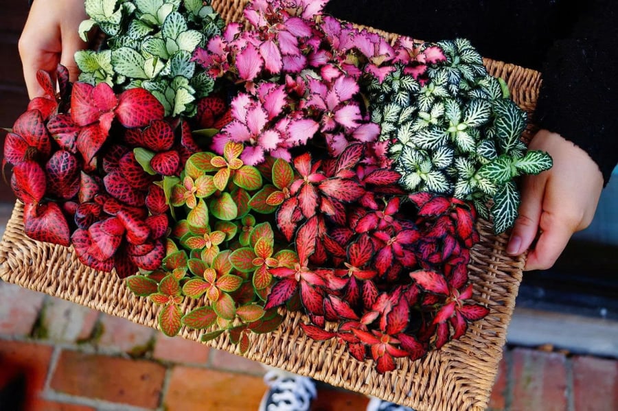 Trồng Cây Cảnh Hút Lộc Trong Nhà Đừng Chỉ Chọn Trầu Bà: 4 Cây Lá Màu Rực Rỡ Này Còn Tốt Hơn Nhiều Z7276976978016_Cc344C261155Afd417Ae2933C5A645Df