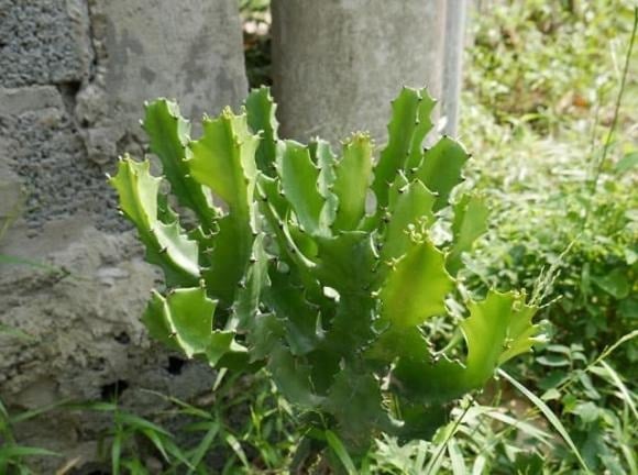 Xương rồng là nhóm cây dễ sống, chịu hạn tốt và sở hữu hình dáng độc đáo.