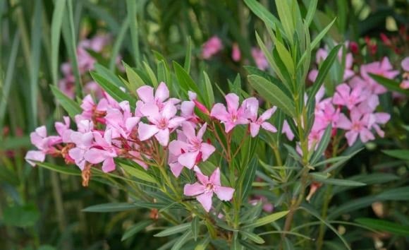 Trúc đào hoa quanh năm, màu sắc rực rỡ, thường được trồng ngoài trời.