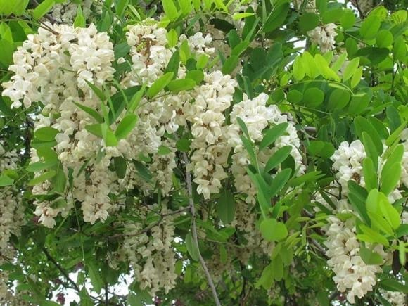 Trong phong thủy, cây hòe được xem là 