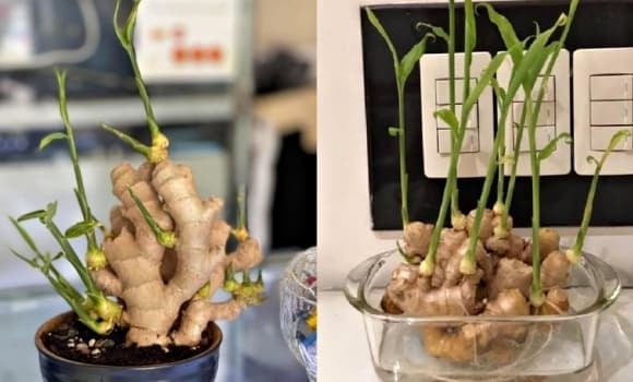 Chuyên gia còn hướng dẫn một nghi thức nhỏ mỗi sáng: chạm nhẹ vào lá gừng, hít mùi cay ấm và thầm nói: 