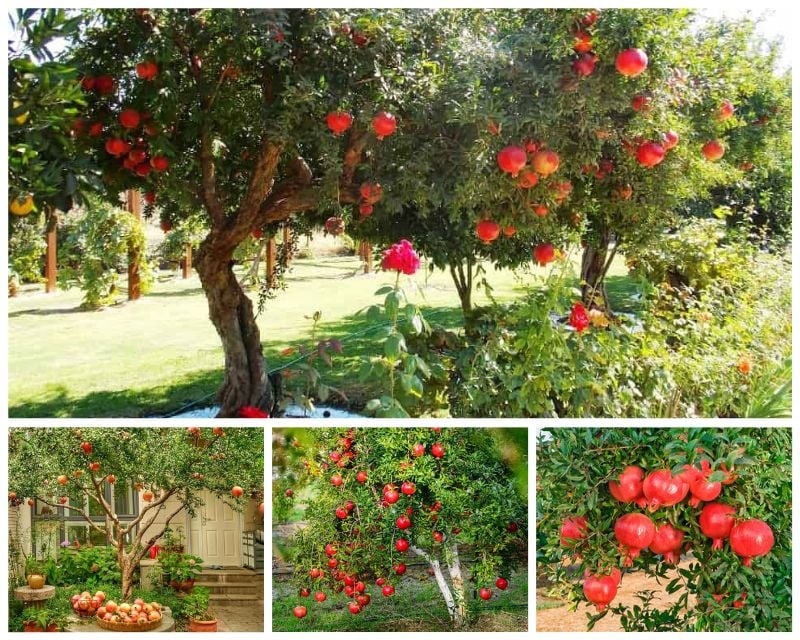 Trong phong thủy, quả lựu căng mọng, vỏ đỏ au tượng trưng cho sự sung túc và thịnh vượng.